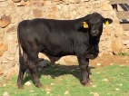 toro 438/4 REAL DEAL 86U, 11 meses edad 400 kg